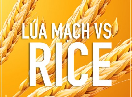 LÚA MẠCH VÀ GẠO - THỰC PHẨM NÀO TỐT HƠN ?