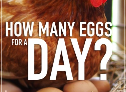 NHU CẦU SỬ DỤNG THỰC PHẨM TRỨNG GÀ CHO GYMER ?